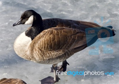 Background With A Canada Goose Standing On Ice Stock Photo