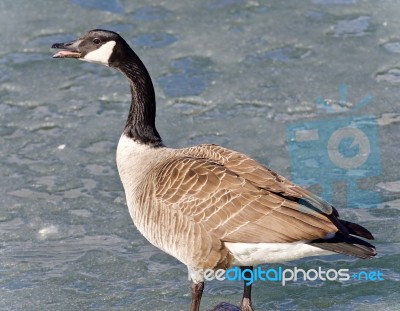 Background With A Canada Goose Standing On Ice Stock Photo