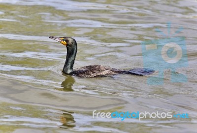 Background With A Cormorant Swimming In Lake Stock Photo