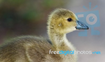 Background With A Cute Chick Of Canada Geese Stock Photo