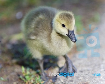 Background With A Cute Chick Of Canada Geese Stock Photo