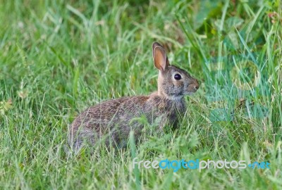 Background With A Cute Rabbit Sitting In The Grass Stock Photo