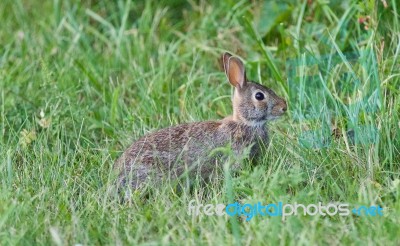 Background With A Cute Rabbit Sitting In The Grass Stock Photo