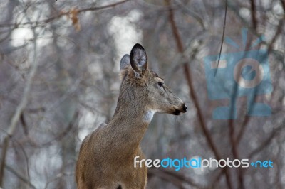 Background With A Deer Looking Aside Stock Photo