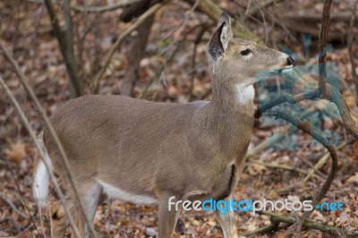 Background With A Deer Looking At Something Stock Photo