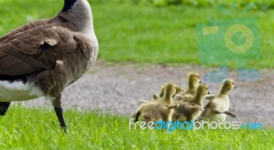 Background With A Family Of Canada Geese Running Stock Photo