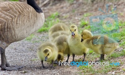 Background With A Family Of Canada Geese Staying Stock Photo