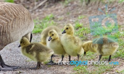 Background With A Family Of Canada Geese Staying Stock Photo
