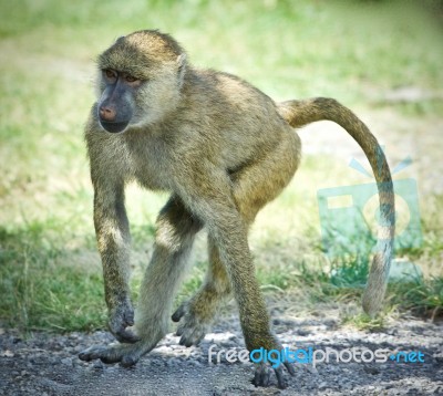 Background With A Funny Baboon Going Somewhere Stock Photo