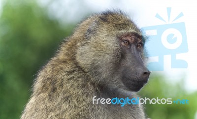 Background With A Funny Baboon Looking Aside Stock Photo