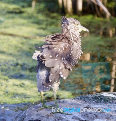 Background With A Funny Black-crowned Night Heron Shaking Her Feathers On A Rock Stock Photo