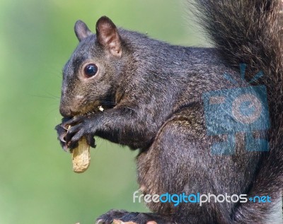 Background With A Funny Black Squirrel Eating Nuts Stock Photo