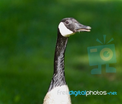 Background With A Funny Canada Goose On A Field Stock Photo