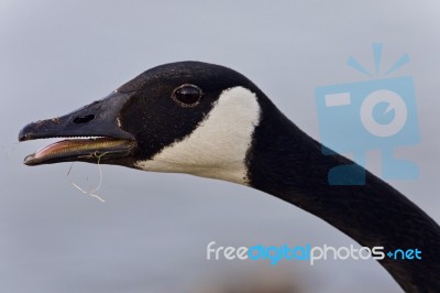 Background With A Funny Canada Goose Screaming Stock Photo