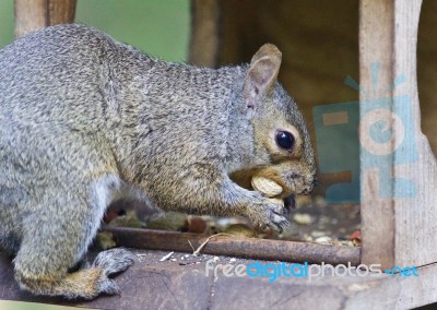 Background With A Funny Squirrel Eating Nuts Stock Photo