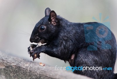 Background With A Funny Squirrel Eating Nuts Stock Photo