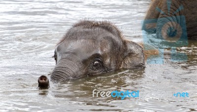 Background With A Funny Young Elephant Swimming Stock Photo