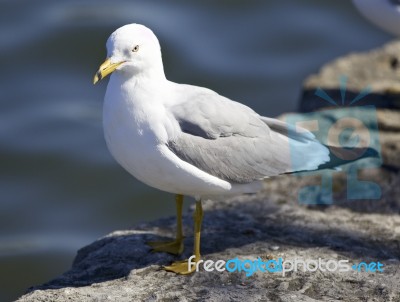 Background With A Gull Staying On The Shore Stock Photo