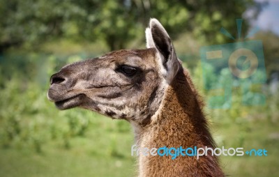 Background With A Llama Looking Aside In A Field Stock Photo