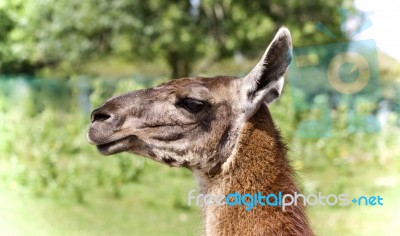 Background With A Llama Looking Aside In A Field Stock Photo