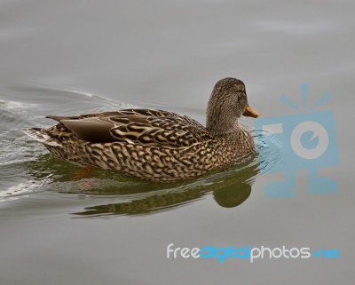 Background With A Mallard Swimming In A Calm Lake Stock Photo