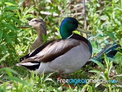 Background With A Pair Of Mallards Standing Stock Photo