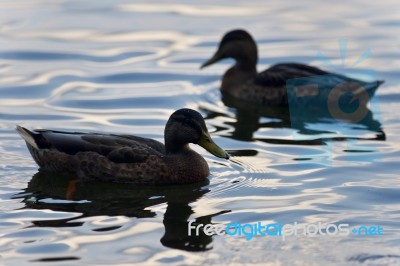 Background With A Pair Of Mallards Swimming Stock Photo