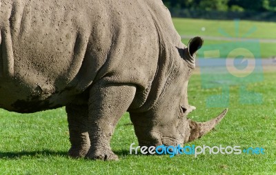 Background With A Rhinoceros Eating The Grass Stock Photo