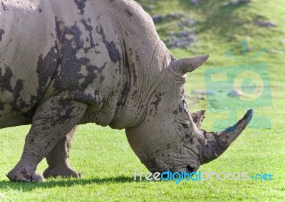 Background With A Rhinoceros Eating The Grass Stock Photo