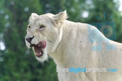 Background With A Scary White Lion Screaming Stock Photo