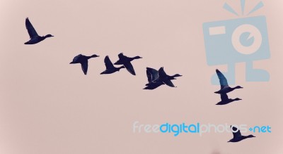 Background With A Swarm Of Ducks Flying In The Sky Stock Photo