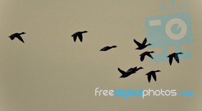 Background With A Swarm Of Ducks Flying In The Sky Stock Photo