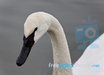 Background With A Trumpeter Swan Swimming In Lake Stock Photo