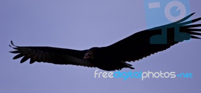 Background With A Vulture In The Sky Stock Photo