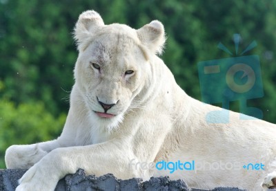 Background With A White Lion Looking At Camera Stock Photo