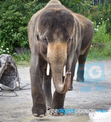 Background With An Elephant Showing Circus Stock Photo