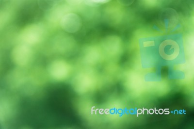 Background With Defocused Foliage Texture In Shades Of Green Stock Photo