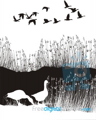 Background With Reeds And Wild Geese Stock Image