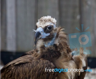 Background With The Unique Cinereous Vulture Stock Photo