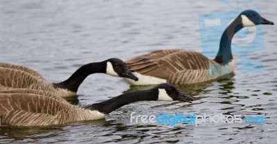 Background With Three Canada Geese Swimming Stock Photo