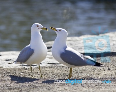 Background With Two Gulls In Love Staying On The Shore Stock Photo