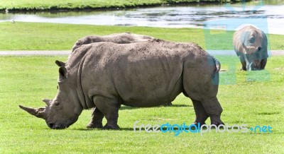 Background With Two Rhinoceroses Eating The Grass Stock Photo