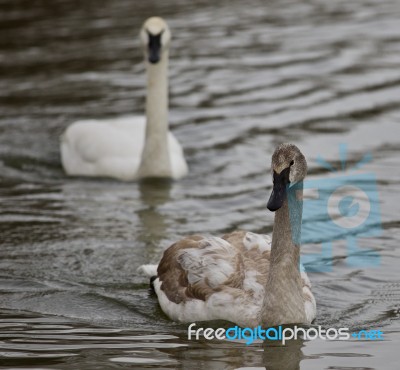 Background With Two Trumpeter Swans Swimming Stock Photo