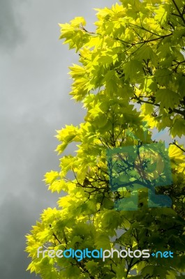 Backlit Green Leaves-gray Clouds Stock Photo