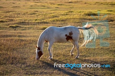 Backlit Horse At Sunset Stock Photo