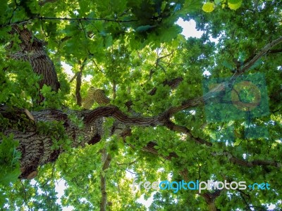 Backlit Oak Tree In Kent Stock Photo