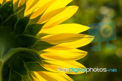 Backside Of Sunflower Petal Closeup Stock Photo