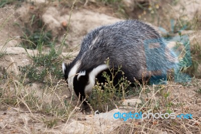 Badger At The British Wildlife Centre Stock Photo