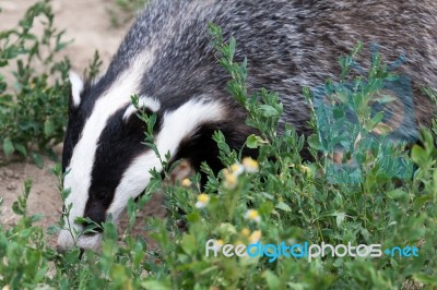 Badger At The British Wildlife Centre Stock Photo