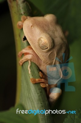 Balanced Frog Stock Photo